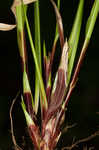 Longstalk sedge